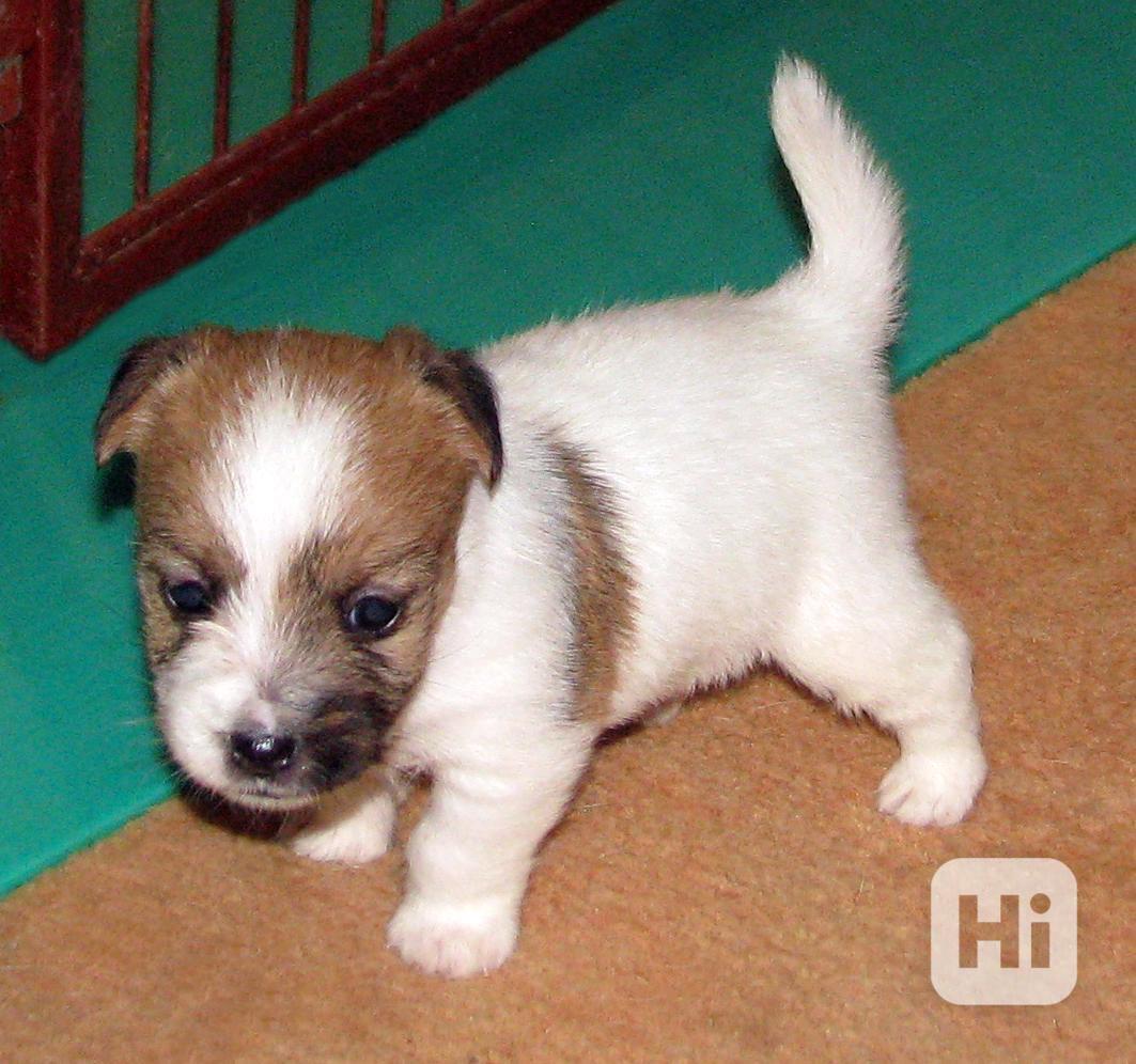 Poslední štěnda Jack Russell teriéra s PP – 2 fenky + 2 psi - foto 1