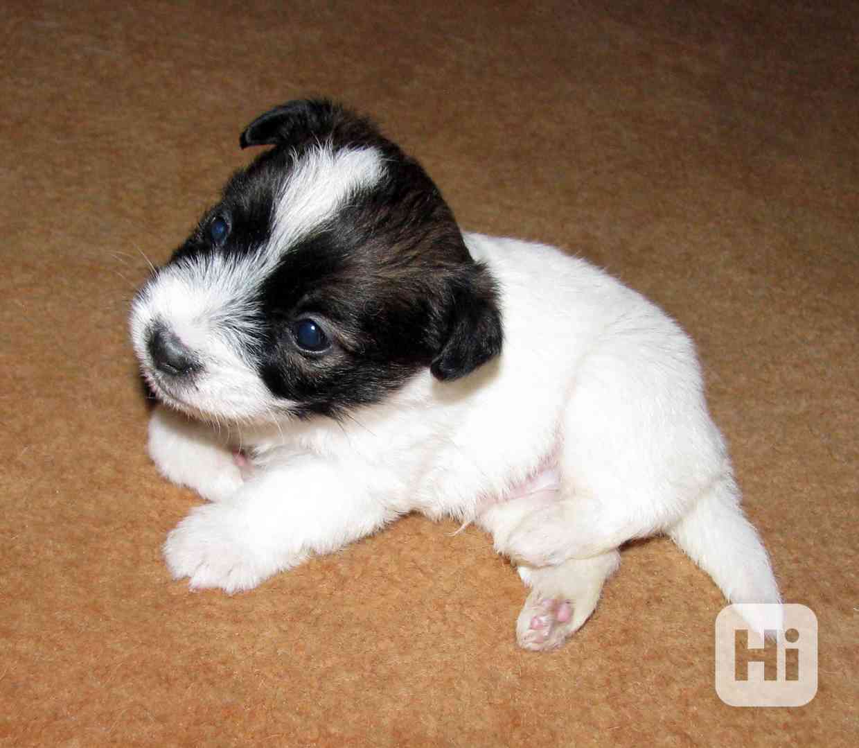 Hrubá štěnda Jack Russell teriéra s PP k rezervaci – 2f + 2p - foto 1