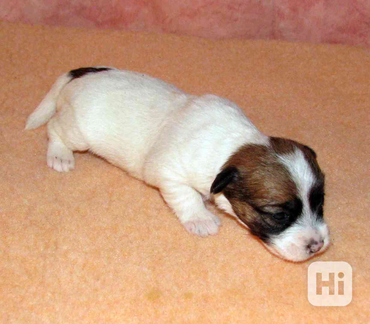Štěnda Jack Russell teriéra s PP k rezervaci – 5 fen a 2 psi - foto 1