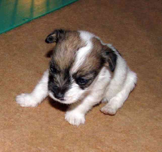 Hrubá štěnda Jack Russell teriéra s PP k rezervaci – 2f + 2p - foto 5