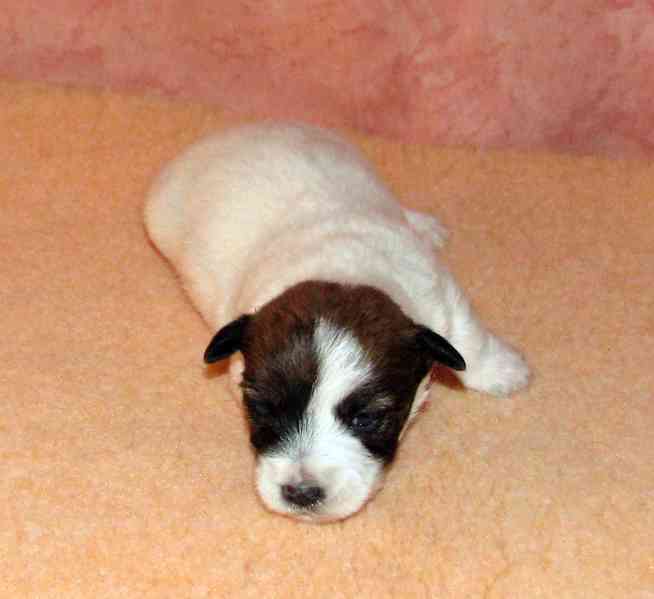 Štěnda Jack Russell teriéra s PP k rezervaci – 5 fen a 2 psi - foto 5