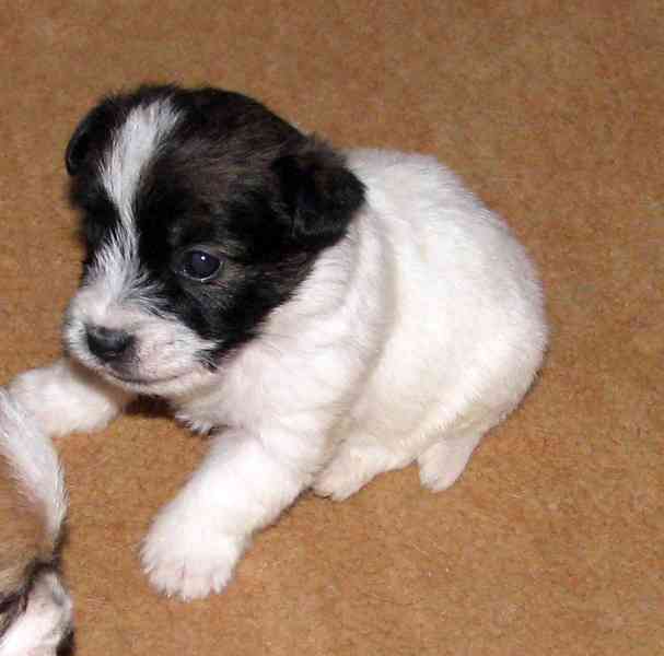 Hrubá štěnda Jack Russell teriéra s PP k rezervaci – 2f + 2p - foto 2