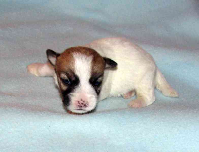 Štěnda Jack Russell teriéra s PP k rezervaci – 5 fen a 2 psi - foto 12