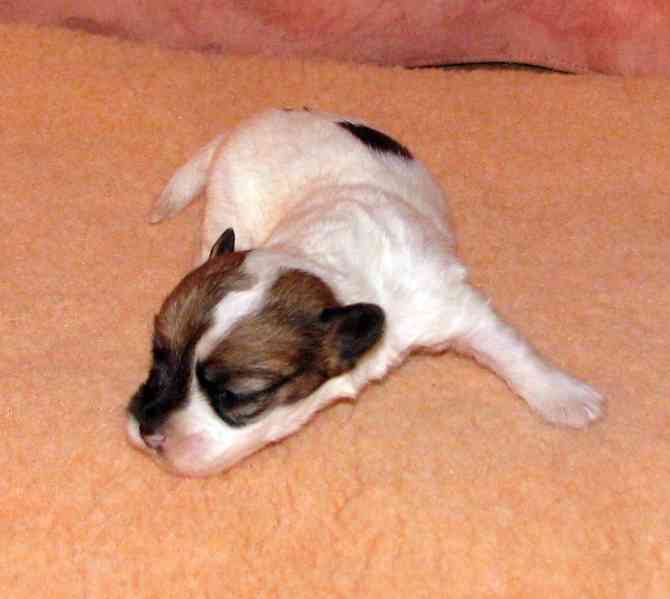 Štěnda Jack Russell teriéra s PP k rezervaci – 5 fen a 2 psi - foto 7