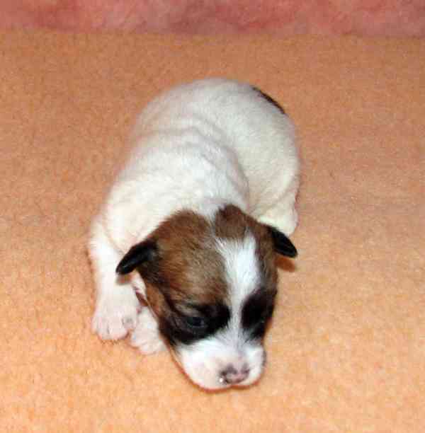 Štěnda Jack Russell teriéra s PP k rezervaci – 5 fen a 2 psi - foto 2