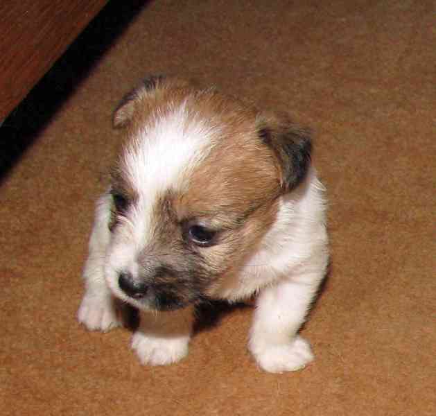 Hrubá štěnda Jack Russell teriéra s PP k rezervaci – 2f + 2p - foto 7