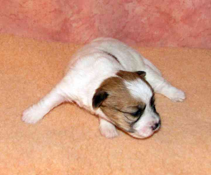 Štěnda Jack Russell teriéra s PP k rezervaci – 5 fen a 2 psi - foto 4