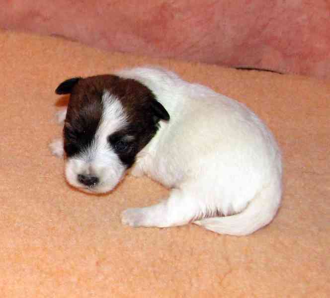 Štěnda Jack Russell teriéra s PP k rezervaci – 5 fen a 2 psi - foto 6