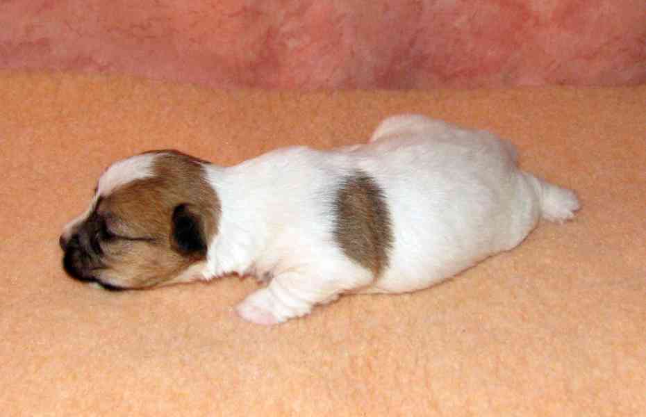 Štěnda Jack Russell teriéra s PP k rezervaci – 5 fen a 2 psi - foto 3