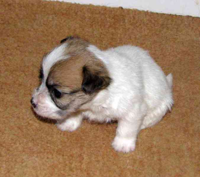 Hrubá štěnda Jack Russell teriéra s PP k rezervaci – 2f + 2p - foto 4