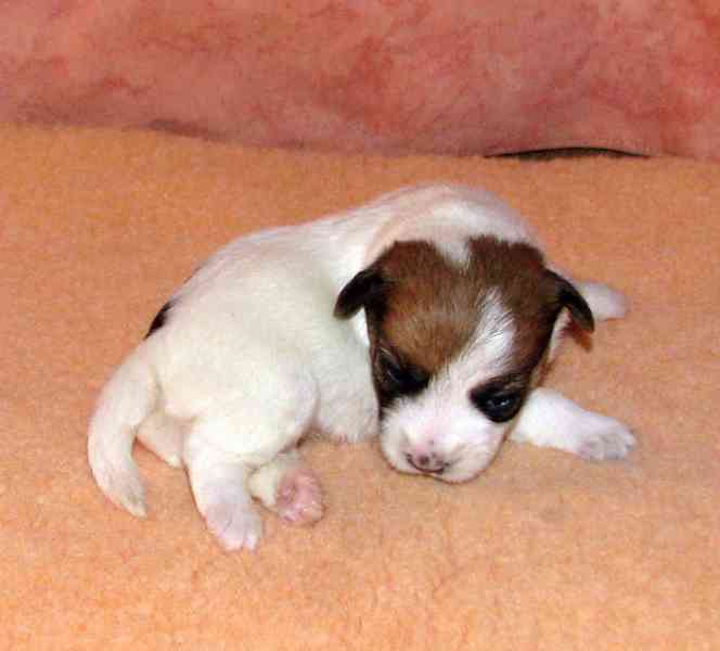 Štěnda Jack Russell teriéra s PP k rezervaci – 5 fen a 2 psi - foto 9