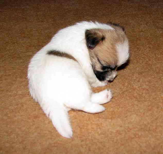 Hrubá štěnda Jack Russell teriéra s PP k rezervaci – 2f + 2p - foto 3