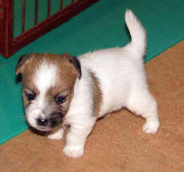 Hrubá štěnda Jack Russell teriéra s PP k rezervaci – 2f + 2p - foto 8