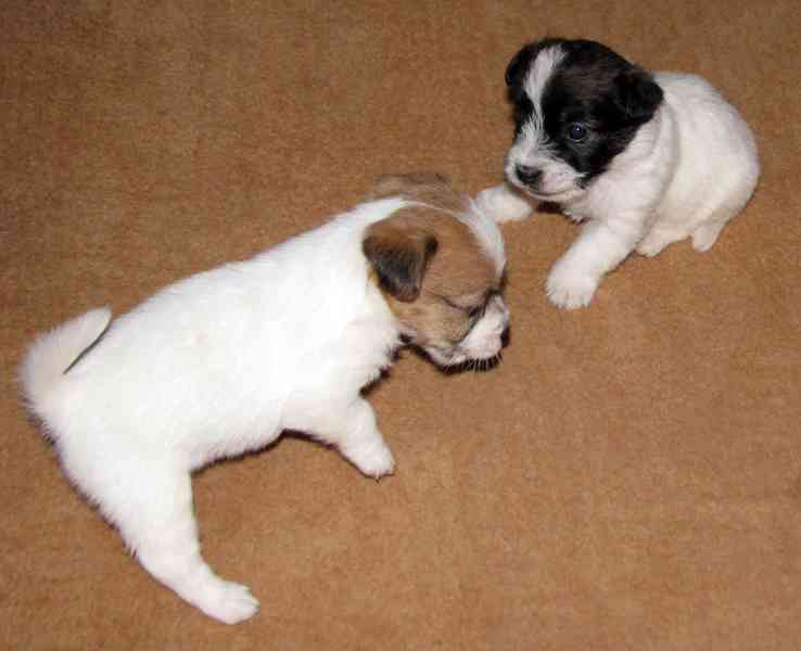 Hrubá štěnda Jack Russell teriéra s PP k rezervaci – 2f + 2p - foto 9