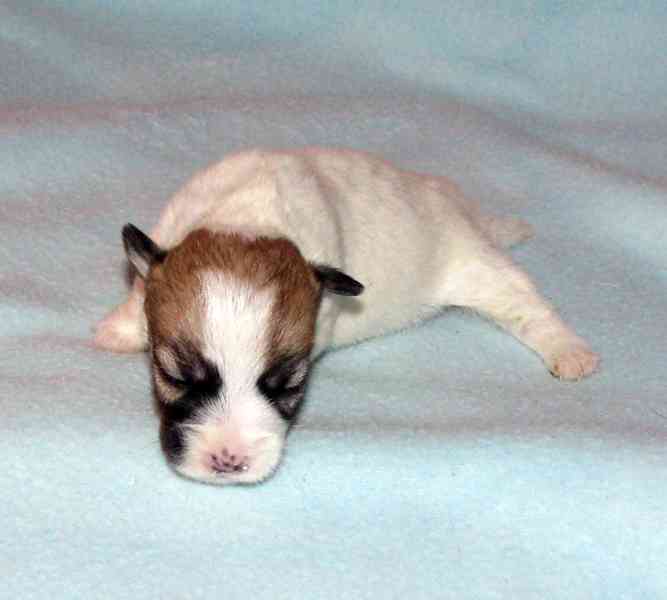 Štěnda Jack Russell teriéra s PP k rezervaci – 5 fen a 2 psi - foto 13