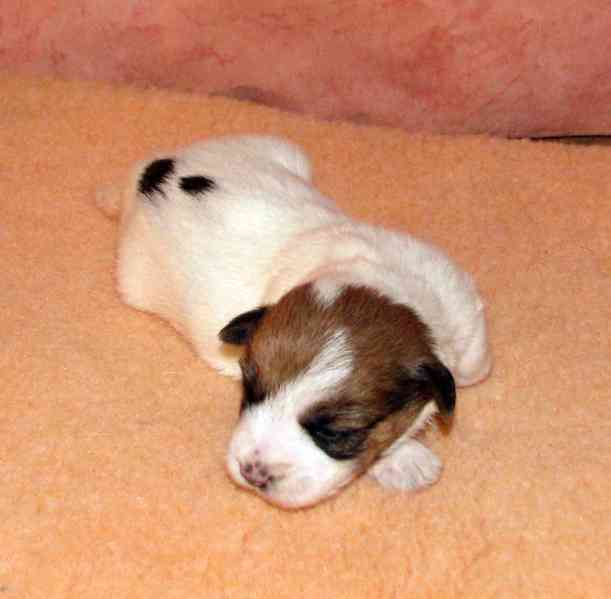 Štěnda Jack Russell teriéra s PP k rezervaci – 5 fen a 2 psi - foto 10