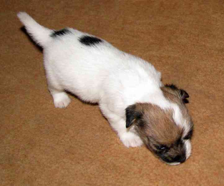 Hrubá štěnda Jack Russell teriéra s PP k rezervaci – 2f + 2p - foto 6