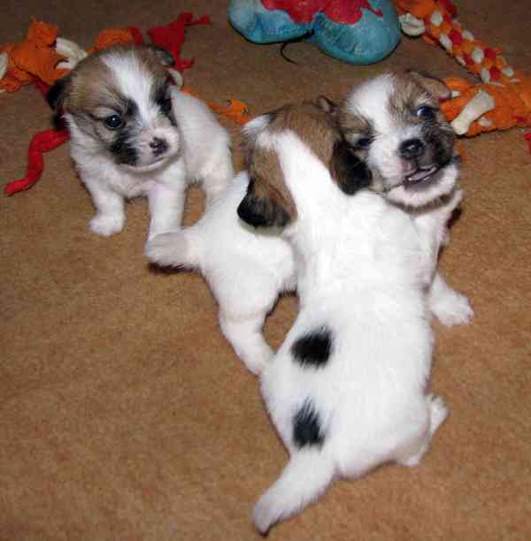 Hrubá štěnda Jack Russell teriéra s PP k rezervaci – 2f + 2p - foto 12