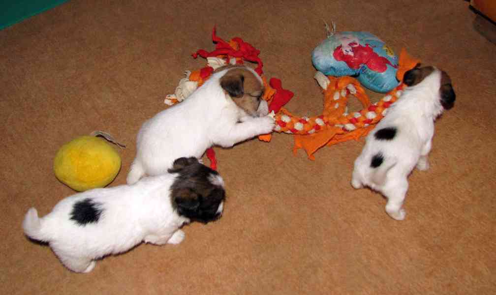Hrubá štěnda Jack Russell teriéra s PP k rezervaci – 2f + 2p - foto 10