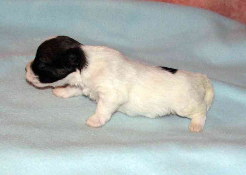 Štěnda Jack Russell teriéra s PP k rezervaci – 5 fen a 2 psi - foto 15