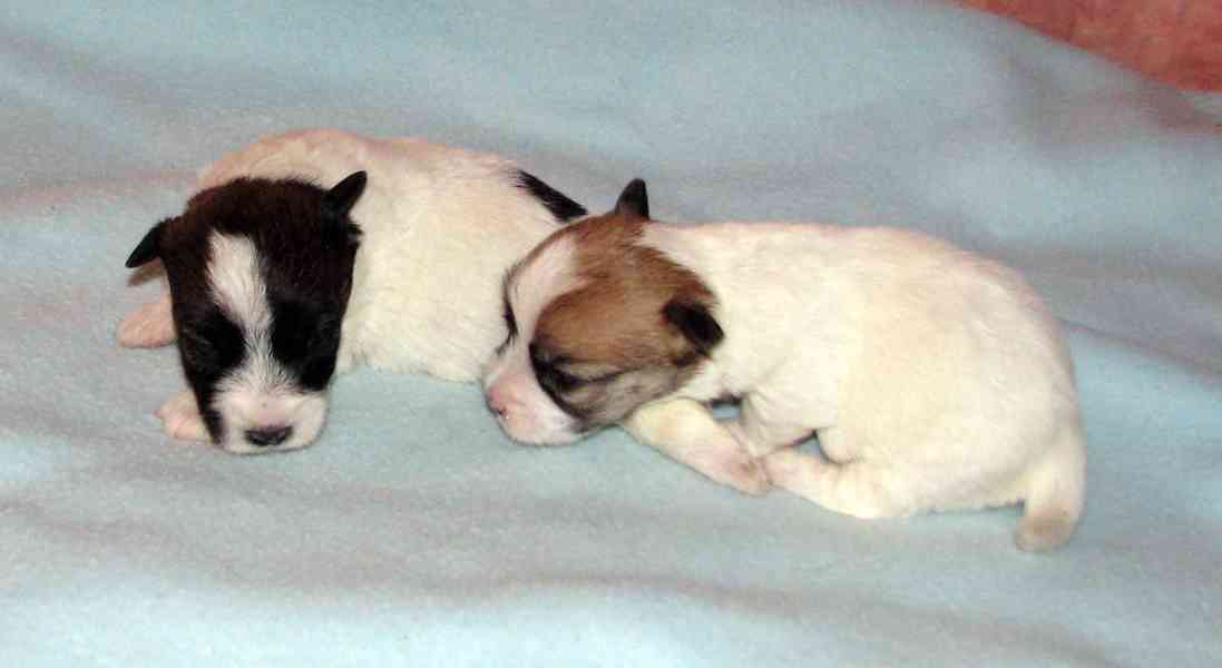 Štěnda Jack Russell teriéra s PP k rezervaci – 5 fen a 2 psi - foto 16