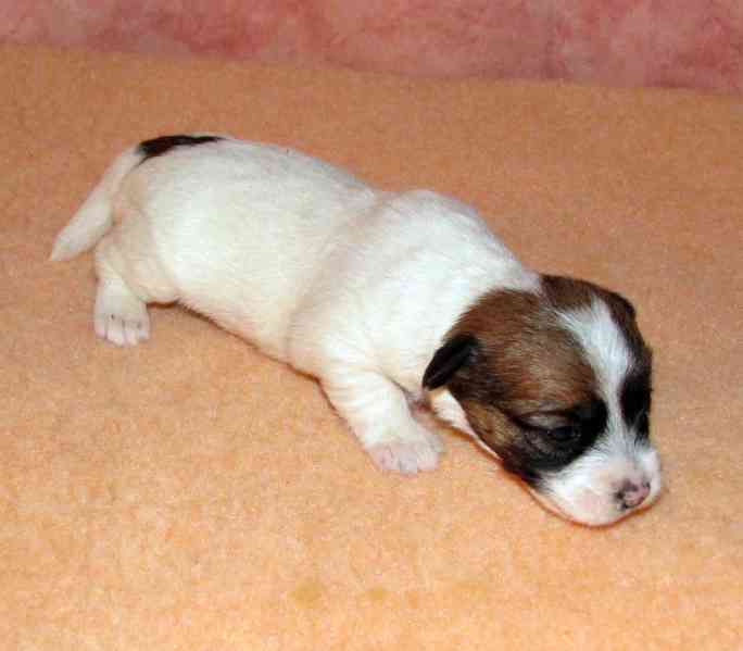 Štěnda Jack Russell teriéra s PP k rezervaci – 5 fen a 2 psi - foto 1