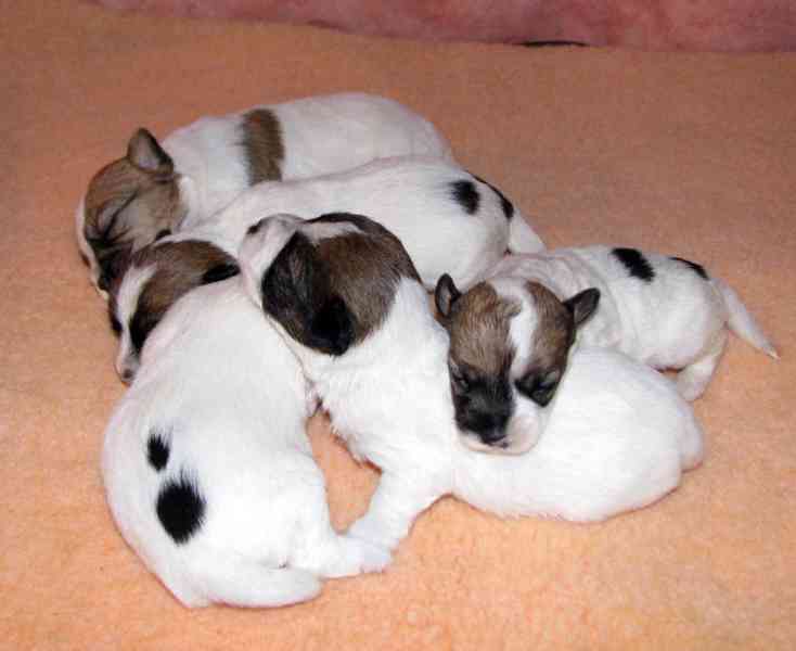 Štěnda Jack Russell teriéra s PP k rezervaci – 5 fen a 2 psi - foto 11