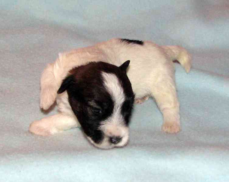 Štěnda Jack Russell teriéra s PP k rezervaci – 5 fen a 2 psi - foto 14