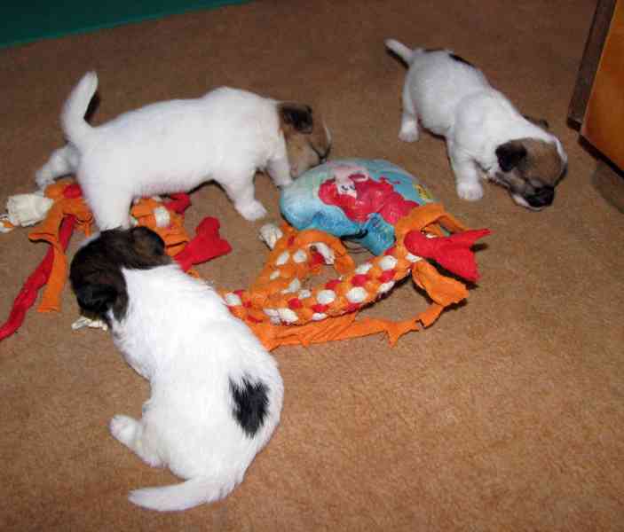 Hrubá štěnda Jack Russell teriéra s PP k rezervaci – 2f + 2p - foto 11