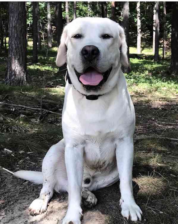 Labradorský retriever s PP ke krytí - chovný pes - foto 2