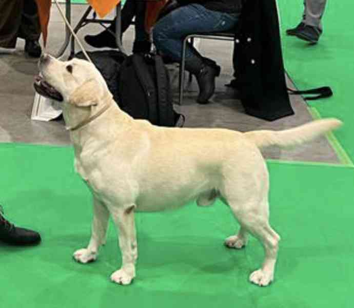 Labradorský retriever s PP ke krytí - chovný pes - foto 3