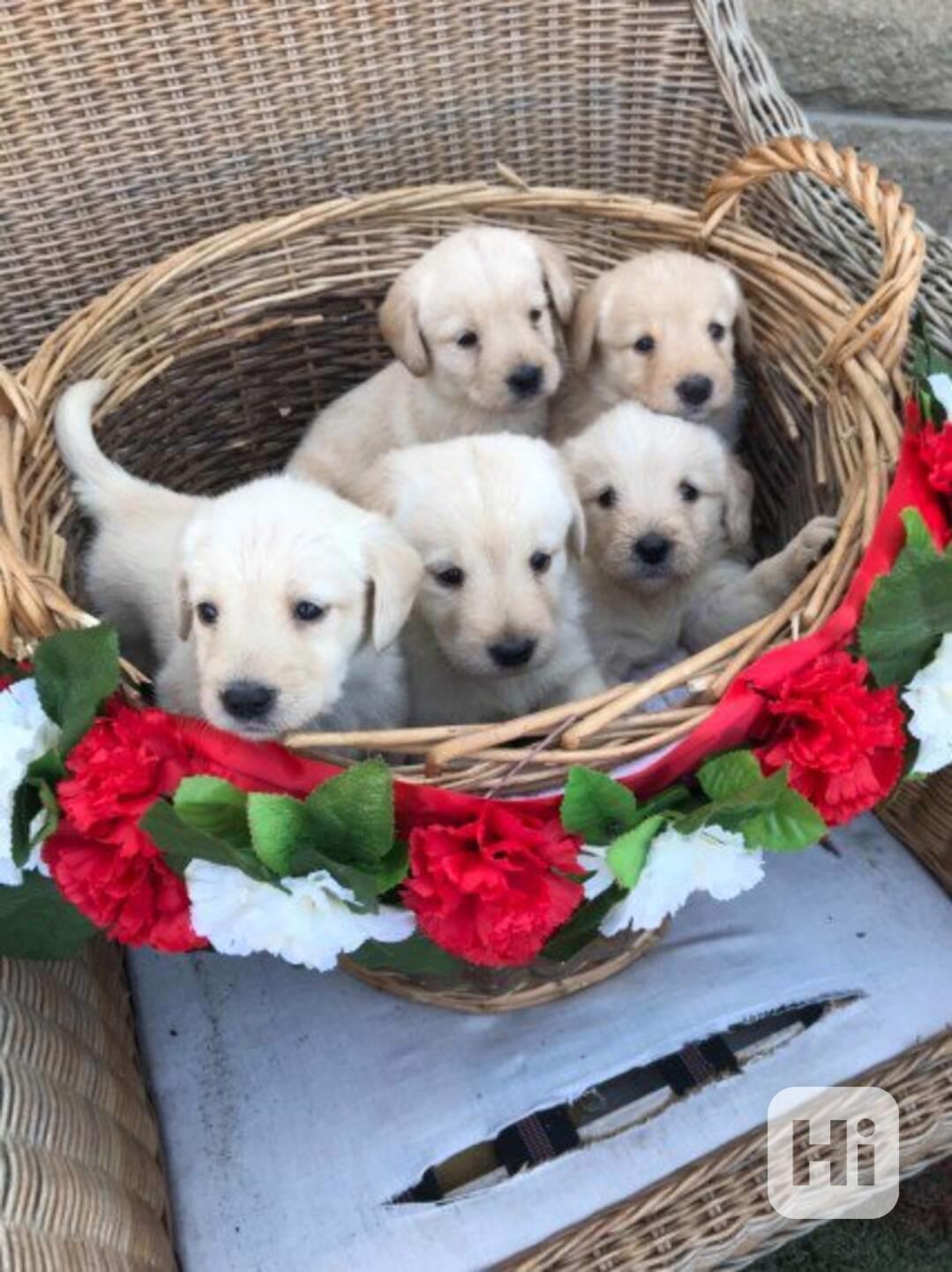 Štěňata labradoodla připravená do nových domovů. - foto 1