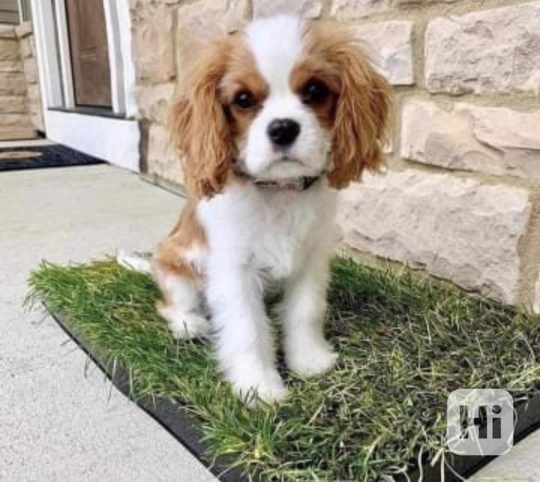 Štěňata Calvary King Charles hledají domov - foto 1