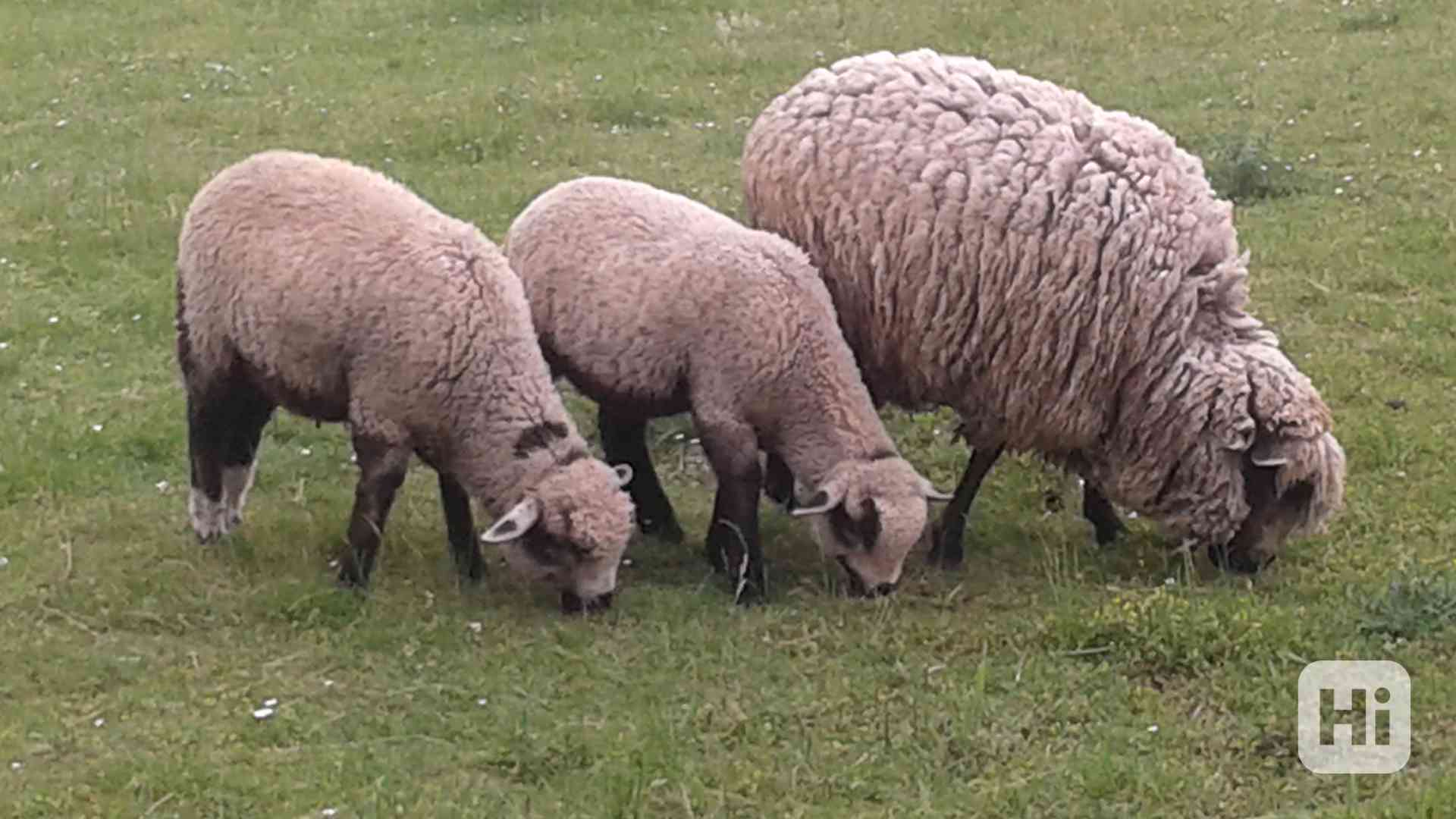 OVCE S JEHNIČKOU - foto 1