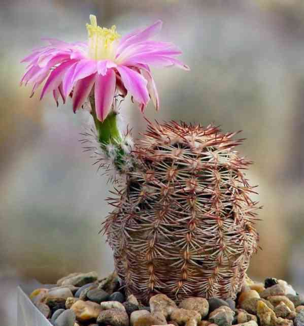 semena kaktusu Echinocereus adustus SB 72 - foto 1