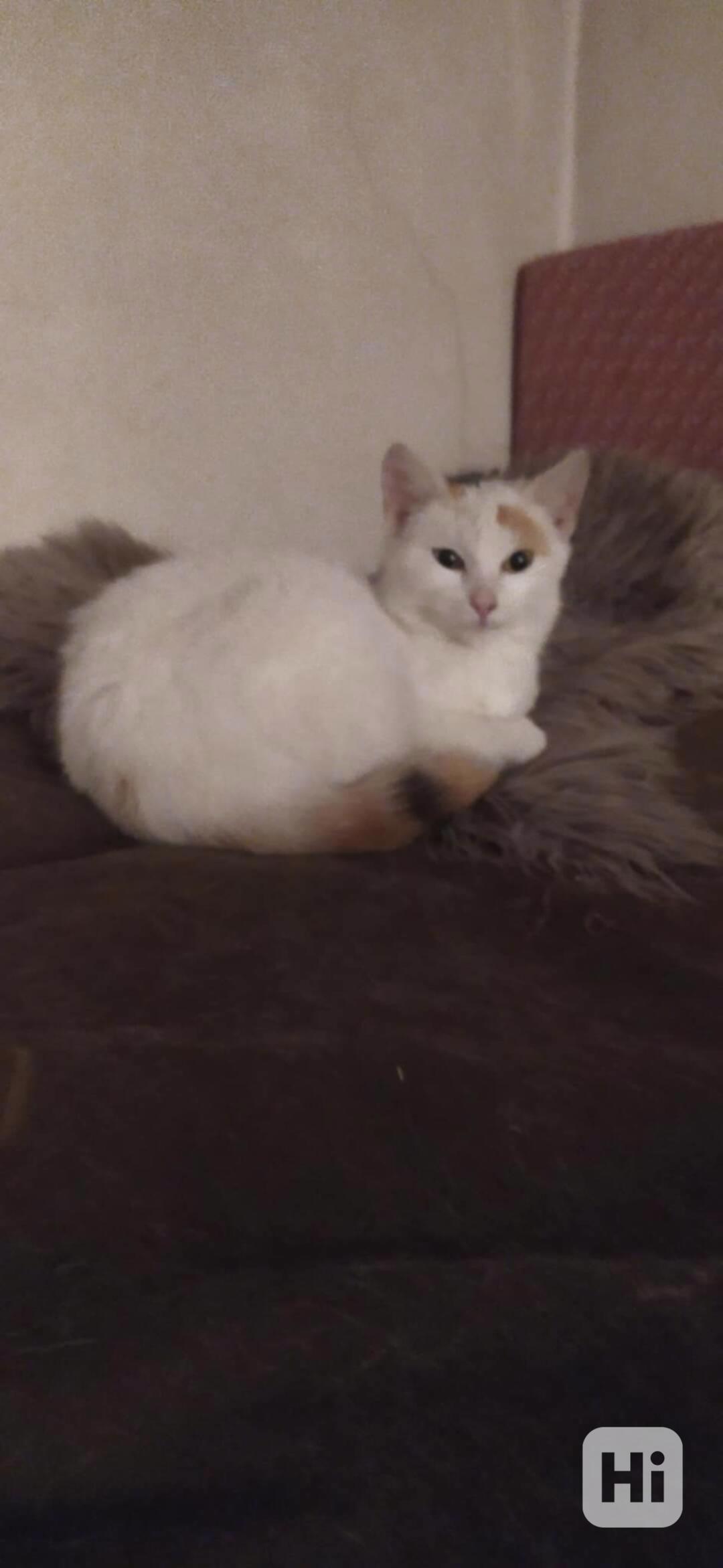 Hodná kočička Vločka - foto 1