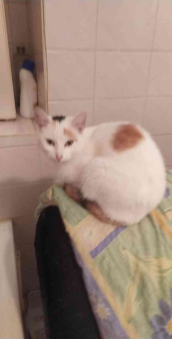 Hodná kočička Vločka - foto 2