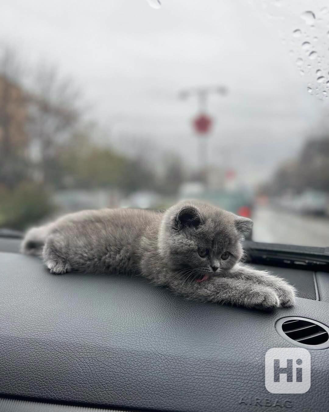 Koťata britské krátkosrsté kočky pro všechny psy i feny - foto 1