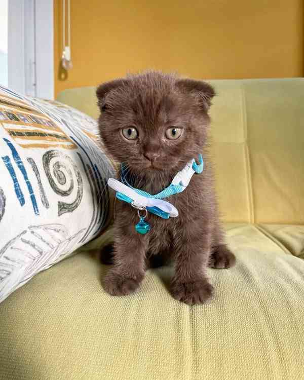 Koťata britské krátkosrsté kočky pro všechny psy i feny - foto 3