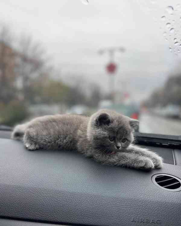 Koťata britské krátkosrsté kočky pro všechny psy i feny - foto 1