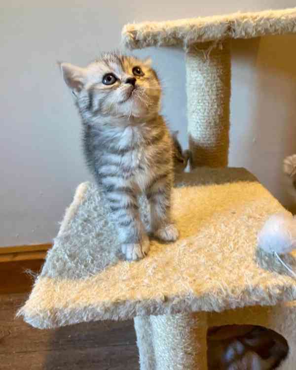 Koťata britské krátkosrsté kočky pro všechny psy i feny - foto 2