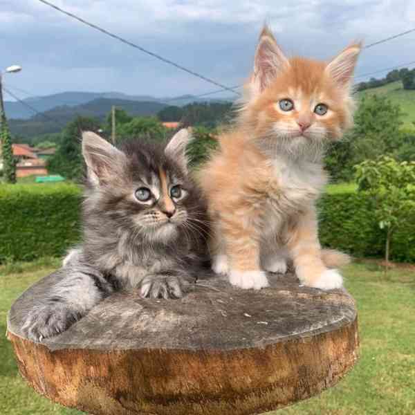 Mainská mývalí koťata ⭐ Kočičky