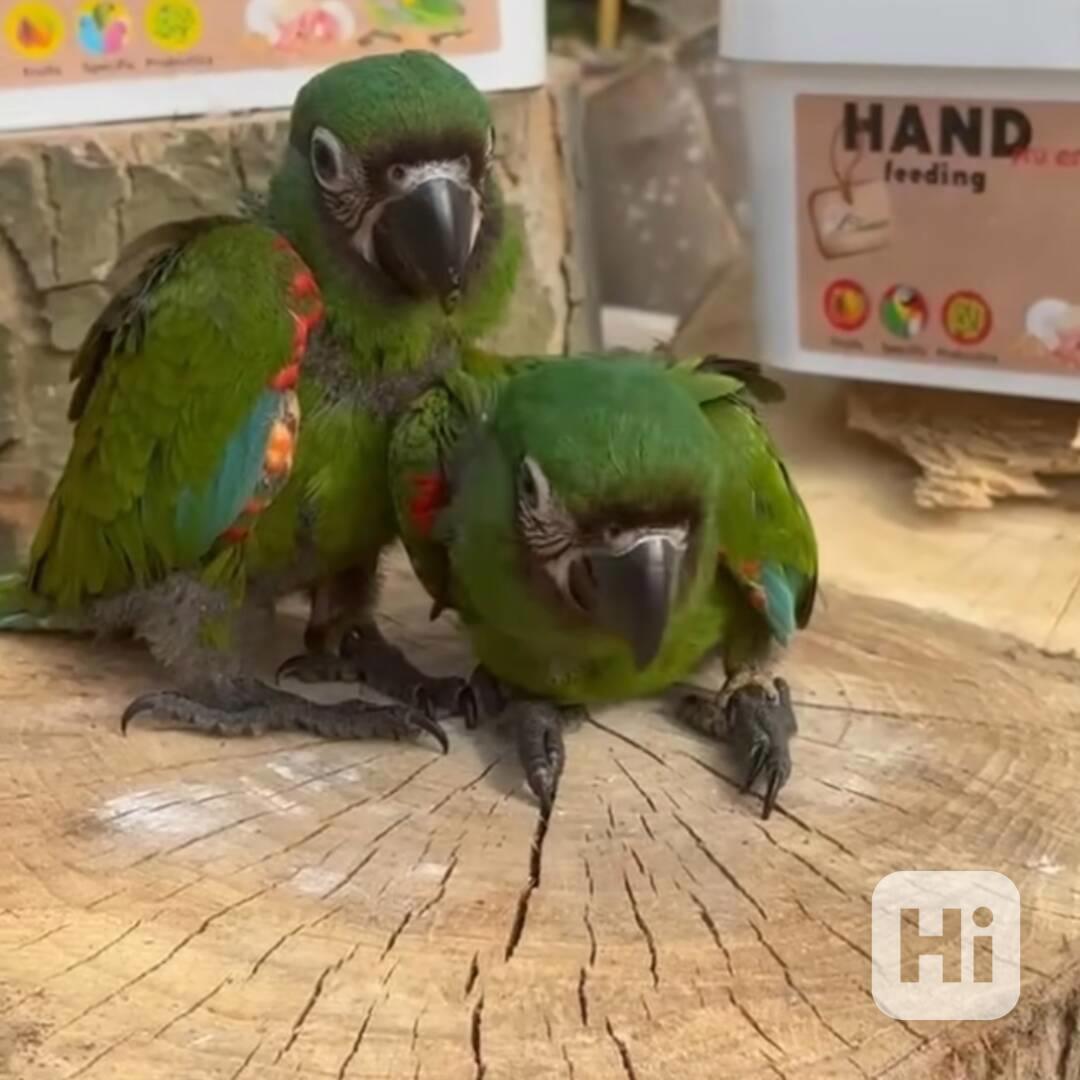 Papoušci modří arové k adopci - foto 1