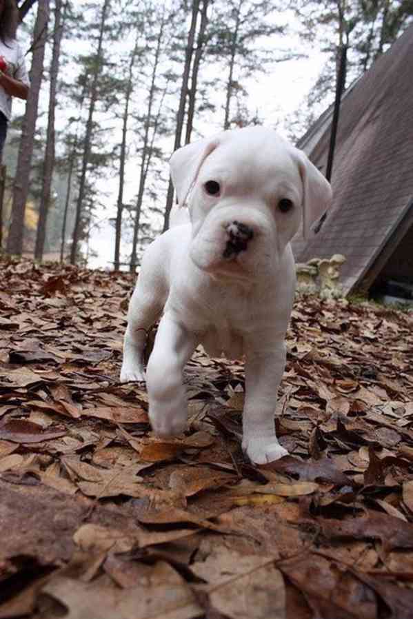Německý boxer štěňata na prodej - foto 3