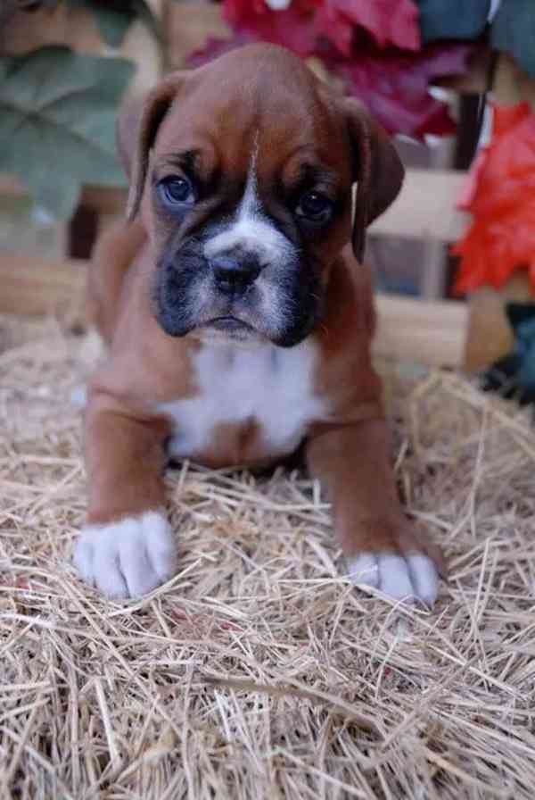 Německý boxer štěňata na prodej - foto 2