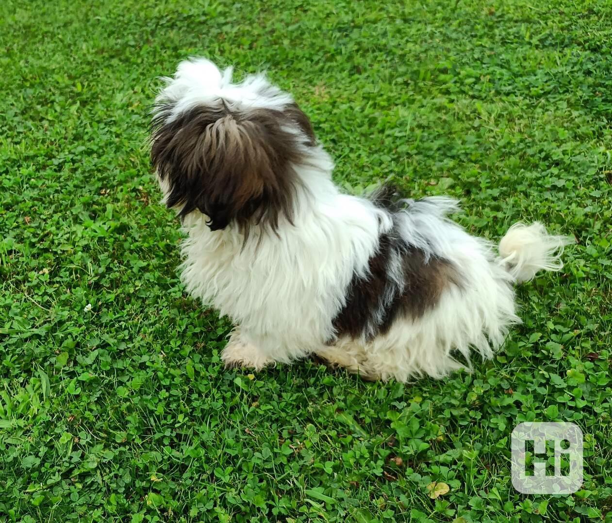 Shih-tzu - prodám pejsky bez pp - foto 1