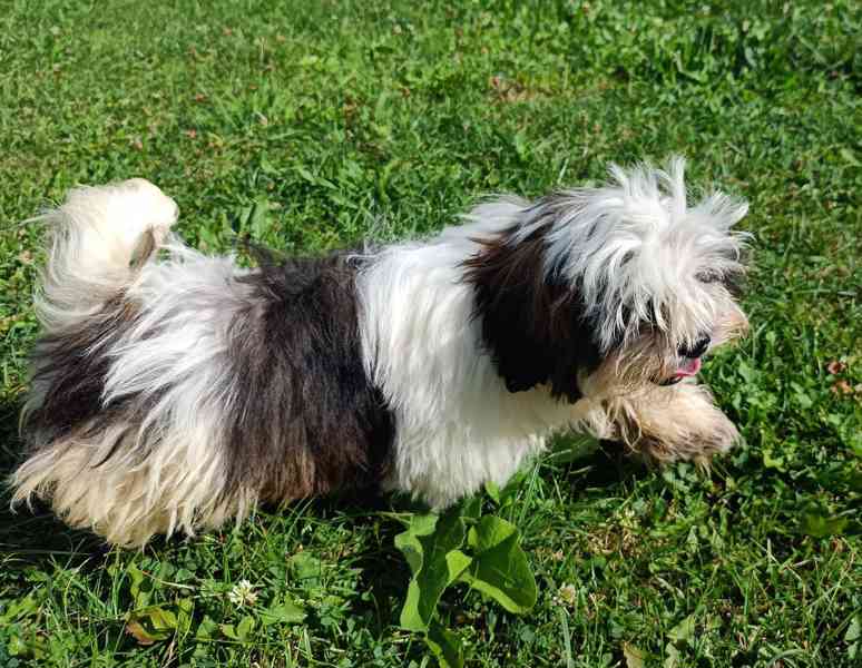 Shih-tzu - prodám pejsky bez pp - foto 2