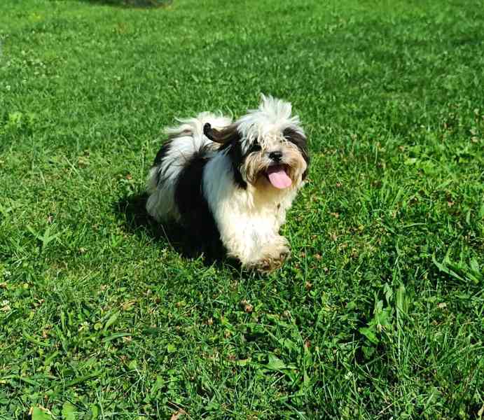 Shih-tzu - prodám pejsky bez pp - foto 3
