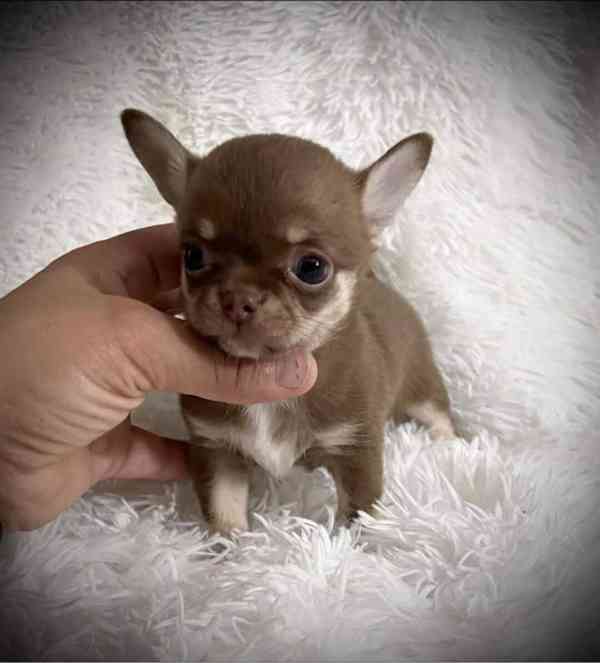 Štěňata čivavy k adopci - foto 4