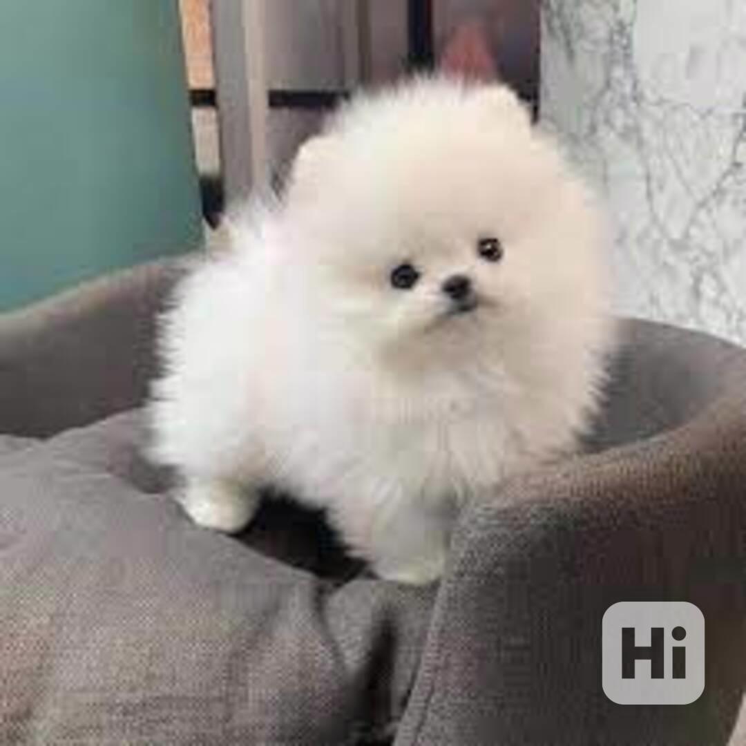 Mini pomeranian bez PP - foto 1